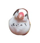 白文鳥のジョン（個別スタンプ：16）