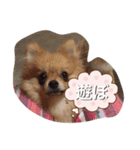 mintohouse（個別スタンプ：1）
