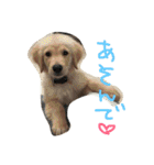 犬と杏ちゃんです（個別スタンプ：17）