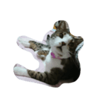 年老いたねこ（個別スタンプ：1）