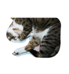 年老いたねこ（個別スタンプ：4）