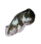 年老いたねこ（個別スタンプ：5）