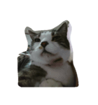 年老いたねこ（個別スタンプ：6）