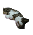 年老いたねこ（個別スタンプ：7）