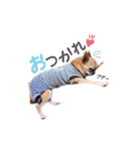 juni ＆ luni 1（個別スタンプ：11）