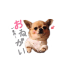 juni ＆ luni 1（個別スタンプ：20）