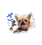 juni ＆ luni 1（個別スタンプ：25）