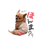 juni ＆ luni 1（個別スタンプ：27）