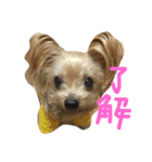 ヨーキーとプードルとヘビ子（個別スタンプ：3）