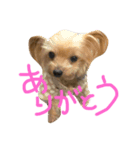 ヨーキーとプードルとヘビ子（個別スタンプ：4）