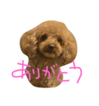 ヨーキーとプードルとヘビ子（個別スタンプ：5）