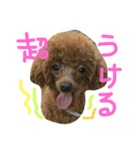 ヨーキーとプードルとヘビ子（個別スタンプ：9）