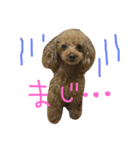 ヨーキーとプードルとヘビ子（個別スタンプ：10）