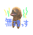ヨーキーとプードルとヘビ子（個別スタンプ：12）