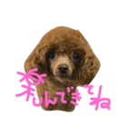 ヨーキーとプードルとヘビ子（個別スタンプ：13）
