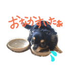 愛犬ベル♡（個別スタンプ：2）