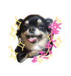 愛犬ベル♡（個別スタンプ：4）