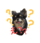 愛犬ベル♡（個別スタンプ：5）