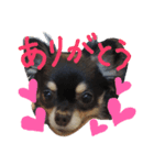 愛犬ベル♡（個別スタンプ：7）
