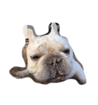 I am frenchie, Call me Oung-Oung.（個別スタンプ：1）