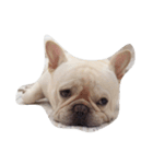 I am frenchie, Call me Oung-Oung.（個別スタンプ：2）