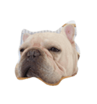 I am frenchie, Call me Oung-Oung.（個別スタンプ：4）