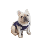 I am frenchie, Call me Oung-Oung.（個別スタンプ：6）