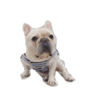 I am frenchie, Call me Oung-Oung.（個別スタンプ：8）