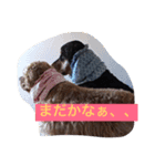 ちゃこじぇる（個別スタンプ：1）