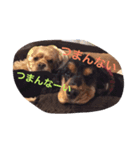 ちゃこじぇる（個別スタンプ：3）