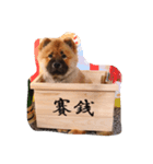 チャウチャウのリロ（個別スタンプ：5）