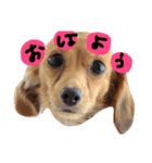 Mダックスフントの茶々スタンプ第2弾！！（個別スタンプ：1）