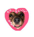 Mダックスフントの茶々スタンプ第2弾！！（個別スタンプ：6）