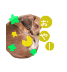 Mダックスフントの茶々スタンプ第2弾！！（個別スタンプ：15）
