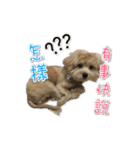 Puppy Milu's daily（個別スタンプ：4）