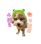 Puppy Milu's daily（個別スタンプ：5）