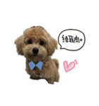 Puppy Milu's daily（個別スタンプ：11）