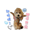 Puppy Milu's daily（個別スタンプ：12）