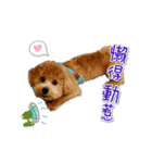 Puppy Milu's daily（個別スタンプ：13）