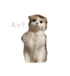 はぴちゃんの日常。（個別スタンプ：3）