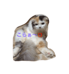 はぴちゃんの日常。（個別スタンプ：6）