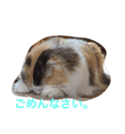 はぴちゃんの日常。（個別スタンプ：9）