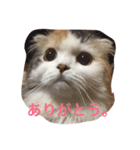 はぴちゃんの日常。（個別スタンプ：11）