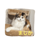 はぴちゃんの日常。（個別スタンプ：12）