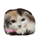 はぴちゃんの日常。（個別スタンプ：14）