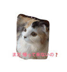はぴちゃんの日常。（個別スタンプ：16）