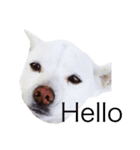 犬のさくらちゃん（子育て編）（個別スタンプ：1）