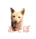 犬のさくらちゃん（子育て編）（個別スタンプ：2）
