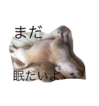 犬のさくらちゃん（子育て編）（個別スタンプ：3）