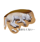 犬のさくらちゃん（子育て編）（個別スタンプ：4）